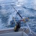 Downrigger in action.